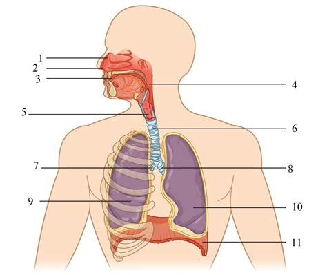 Ketika anda mengambil napas dengan teknik pernapasan perut, otot. Lembar Kerja Siswa (LKS) Sistem Pernafasan