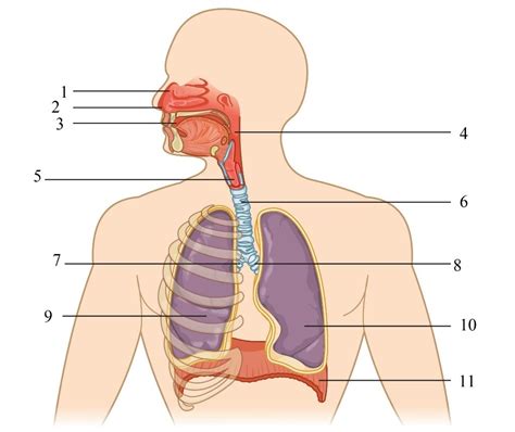 Maka letak dari diagfragma tersebut akan sedikit mendatar. Lembar Kerja Siswa (LKS) Sistem Pernafasan