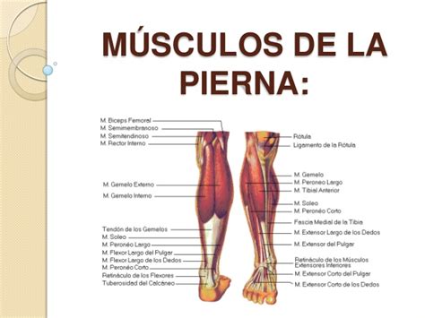 Inserción superficie medial de la tibia. Músculos de la pierna