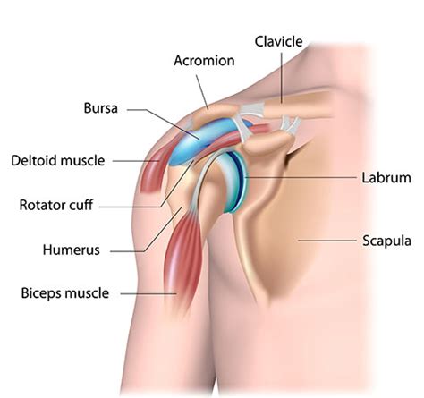 In the shoulder, there are many tendons as this is a complex joint. Shoulder Pain — Symptoms, Causes, & Treatment | MSK Australia