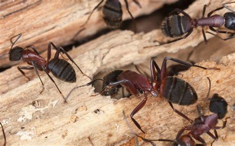 Bain pest control has been a great company to work at for the past twelve years. The Difference Between Termites and Carpenter Ants | Bain ...