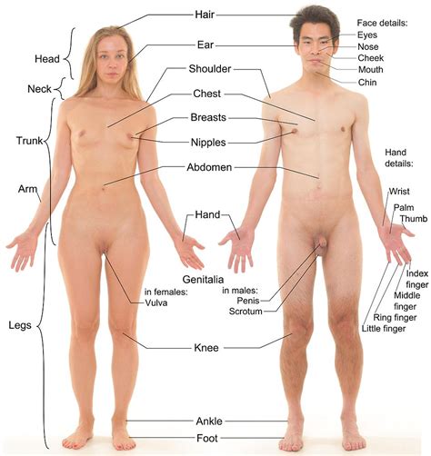 The human body is the entire structure of a human being. Africa Safari Body Parts Test Flashcards by ProProfs