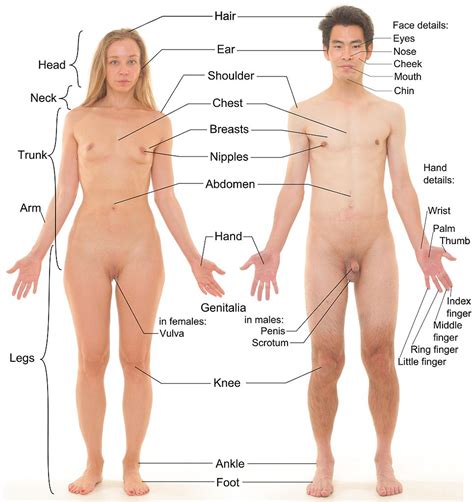 Female private part diagram : Africa Safari Body Parts Test Flashcards by ProProfs