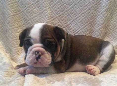 We have akc registered english and french bulldog puppies for sale in oklahoma. English Bulldog puppy for sale in CHARLESTON, SC. ADN ...