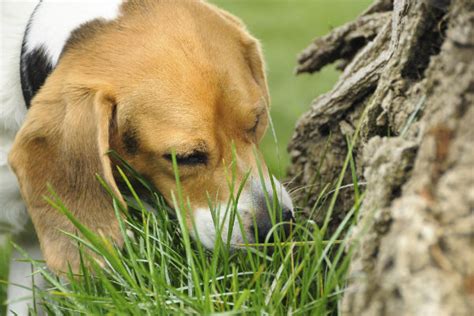 Dogs love to eat bones, but are chicken bones safe for them? Reasons Why Dogs Eat Poop and How to Stop It