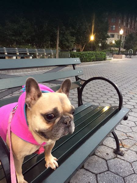 Our french bulldog rescue is very limited as most people prefer to try and sell their frenchies to make a buck. French Bulldog Rescue Network :: Poppy in NY