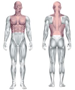 This muscle is the deepest of the bunch and can be hard to feel. Muscles Of Upper Torso - Biarticular Muscles Are Most ...