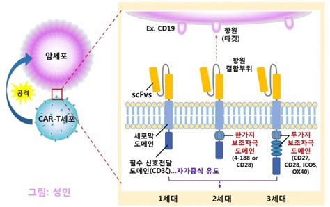 림프 조직에 생기는 원발성 악성종양. CAR-T 세포, 떠오르는 암세포 '연쇄살인마' - 바이오스펙테이터