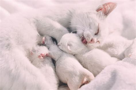 Sometimes a mother cat will even hiss at her kittens if she feels they are misbehaving. Why Do Cats Hiss? - National Kitty | Pregnant cat, Newborn ...