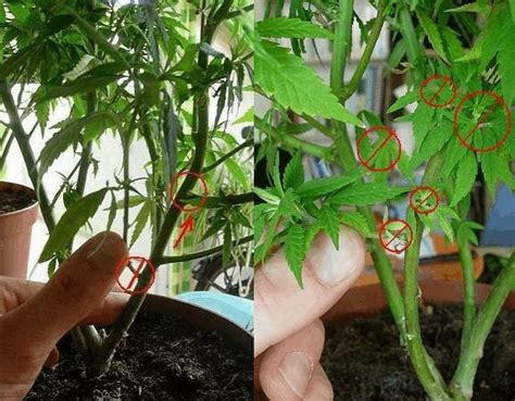 Votre commentaire doit être en français ou il sera supprimé. Couper les feuilles et les gourmands ? - Taille(s ...