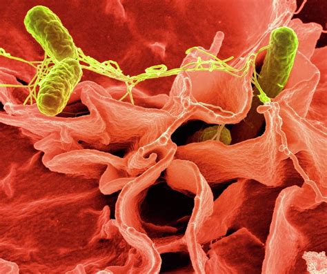 Michigan residents have been cautioned to look out for symptoms, but until today avoidance tactics. Salmonella Typhimurium Bacteria Photograph by Ami Images