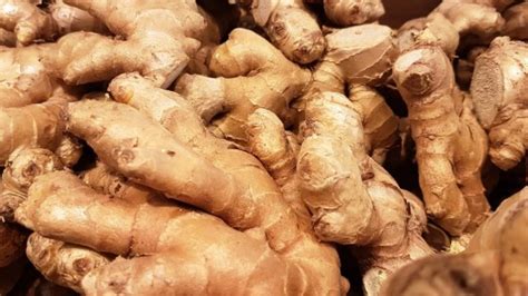 Selain diberi pupuk, pemberian obat yang tepat agar tanaman terhindar dari hama dan penyakit juga perlu dilakukan. Cara Menanam Jahe Di Lahan Terbuka - Cara Menanam Jahe Merah Di Lahan Terbuka Info Kece ...