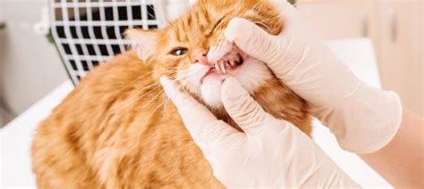Kidney failure is diagnosed through lab testing. Dental Health-Manly Road 24hr Veterinary Hospital