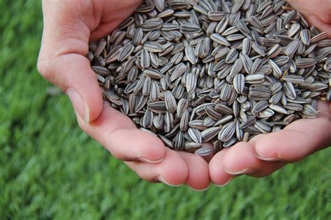 Maybe you would like to learn more about one of these? Can Guinea Pigs Eat Sunflower Seeds? (Serving Size & More)
