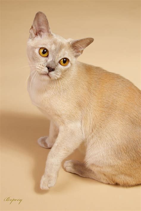 Cherry eye in cats is usually a condition that is easy to spot. Cherry Eye Burmese Cats - Pets Ideas