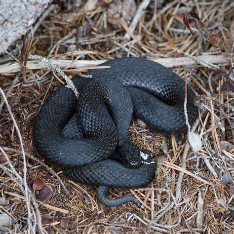 De to andre er buorm (natrix natrix) og slettsnok (coronella austriaca). Naturfoto Einar Hugnes: Blant hoggorm og bever i Bymarka