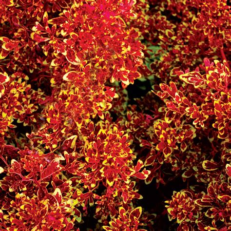 • the following equations were applied to the. Coleus TIDBITS™ 'Timmy' | TERRA NOVA® Nurseries, Inc.