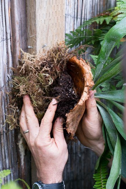 Staghorn fern pups emerge from the base of the mother plant. How To: Turn Your House Into a Staghorn Fern Party | The ...