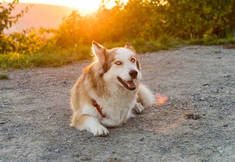 Die identität des amokläufers von würzburg ist geklärt. hund-in-weinberg-wuerzburg | Cosmopolidog