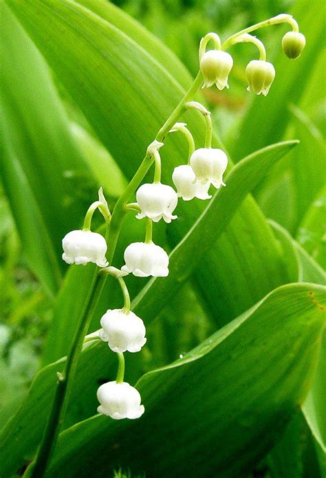 Van de meiklokjes, mayıs 2005'e kadar cts 1'de weck up sabah gösterisine ev sahipliği yaptı. Wat moet ik doen als mijn kind bloemen of besjes van het ...