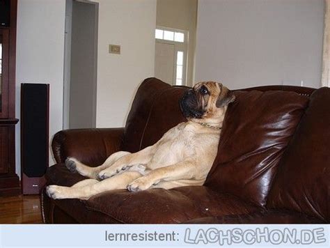 Dieses haustierbett ist komplett handgefertigt. Fauler Hund - faul,sofa,hund | Witzige hundebilder, Hunde ...