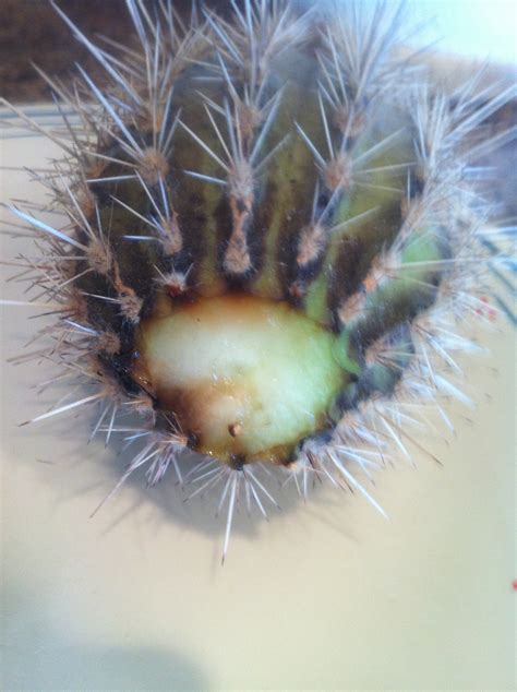 Root rot happens when your plant's roots succumb to pathogens of decay. Fighting To Save Lucky Bamboo