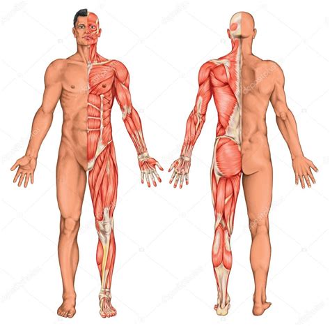 Jul 11, 2019 · women have, on average, 15 percent less muscle than men, causing them to weigh less than men of comparable height and shoe size. Male, masculine, mans anatomical body, surface anatomy ...