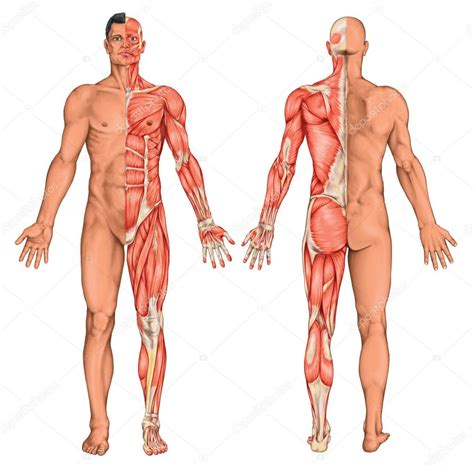 Terminology introduction to the musculoskeletal system introduction to the other systems. Male, masculine, mans anatomical body, surface anatomy ...