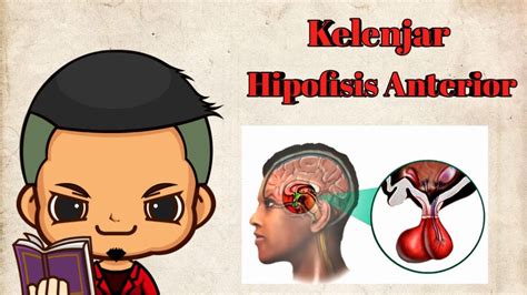 Kelenjar melekat pada bagian otak (hipotalamus) bagian tengah atau hipofisis medial: Kelenjar Hipofisis Anterior - YouTube