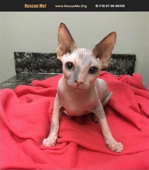 According to the cat fanciers' association, the sphynx is the 8th most popular cat breed. ADOPT 18070600450 ~ Sphynx Rescue ~ Fort Walton Beach, FL