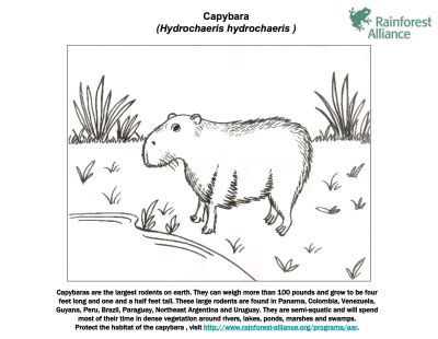 Check out our capybara coloring book selection for the very best in unique or custom, handmade pieces from our shops. Download Capybara coloring for free - Designlooter 2020 👨‍🎨