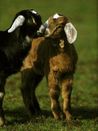 Goat's milk is also higher in zinc and selenium, while sheep's milk is higher in vitamin b12, vitamin c, folate and magnesium than either cow or goat's milk. Goat Milk vs Cow Milk ~ Which is Healthier? (With images ...