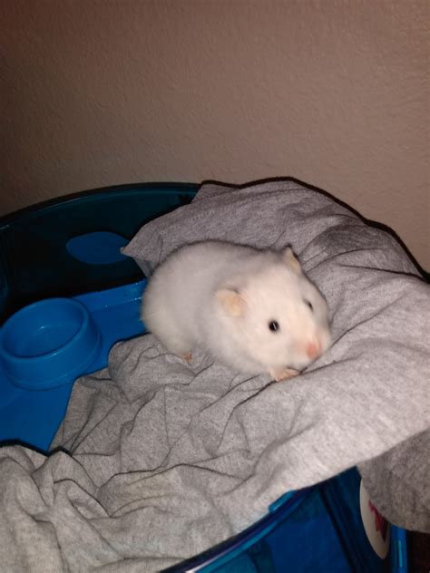 Pet syrian hamsters for sale; Syrian Hamster Rodents For Sale | Everett, WA #310238