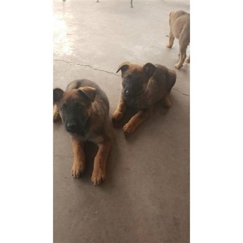 If you are looking to adopt or buy a belgian malinois take a look here! Very healthy and active Belgian Malinois Puppies for Sale ...