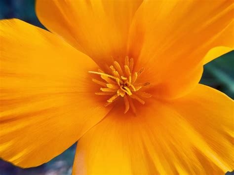 Arts & crafts near surprise, az. What: Mexican Gold Poppy Where: Surprise, AZ When: April ...