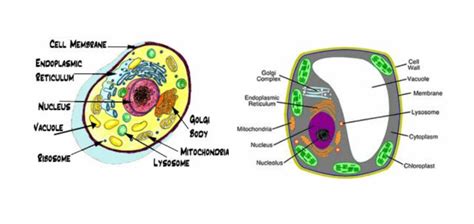 In animal cells, small vacuoles are present. Diagram Animal Cell Vacuole - Diagramaica
