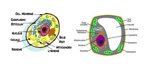 In this video i'm going to draw labelled diagram of animal cell.in this video you will see the diagram of animal cell and it's labelling.this diagram of. Diagram Animal Cell Vacuole - Diagramaica