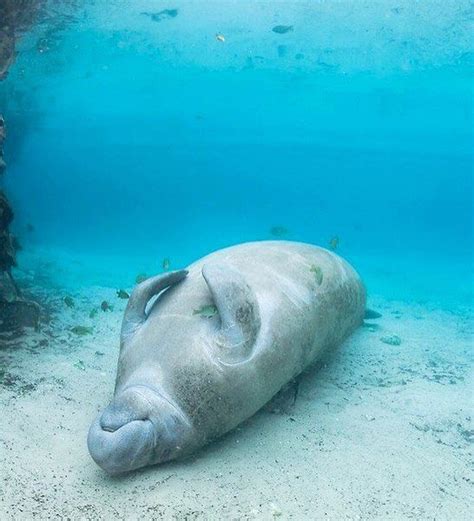 We did not find results for: This Manatee is Sleeping on the Job | Manatee, Weird ...