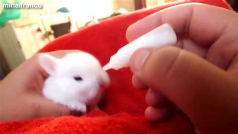 About press copyright contact us creators advertise developers terms privacy policy & safety how youtube works test new features press copyright contact us creators. Bottle feeding a baby bunny - 9GAG