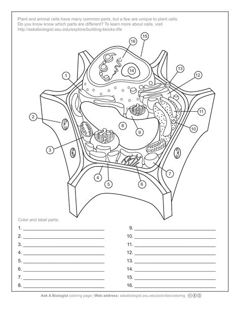 Kids will have a whale of a time with our animal coloring pages and worksheets. Askabiologist Asu Edu Activities Coloring Cell Answers ...