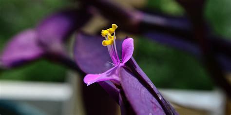 Do they need any pruning? Wandering jew bloom. Taken with my Nikon D3100. : purple