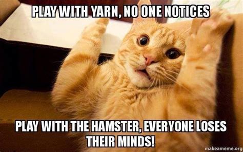| see a lot more ideas about amusing pets. The 12 Funniest Cat Memes on the Planet