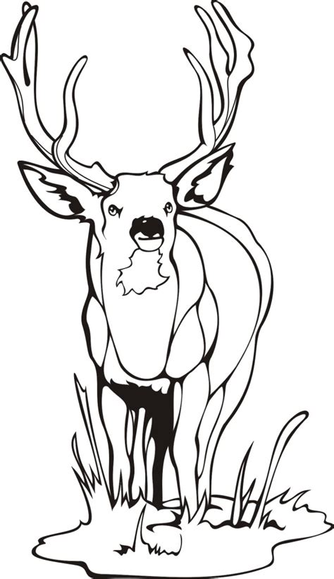 Elk coloring pages for kids online. Bull Elk Coloring Pages at GetDrawings | Free download