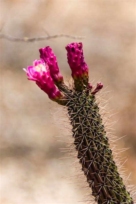 By working nights, using alternative methods to generate energy and keeping some prickly tricks up their arms. Life After HP - 7/24 - Sonoran Desert Museum, Part 1