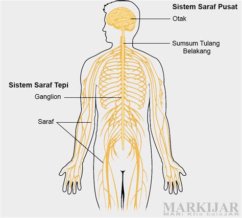 Sistem saraf pada manusia tersusun atas jaringan saraf. Struktur Dan Fungsi Sel Saraf Pada Manusia