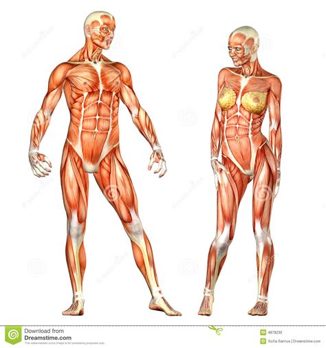 Very few human bodies are anywhere near perfect. Human Body Anatomy - Male And Female Stock Photo - Image ...