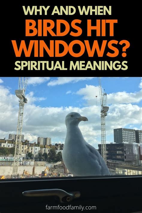 Things to do while your staying home! Why, When and How To Stop Birds Hit Windows? 5 Spiritual ...