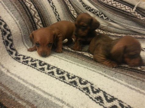 We guarantee our puppies for 1 year. Dachshund Puppies for sale Columbus Ohio - Home