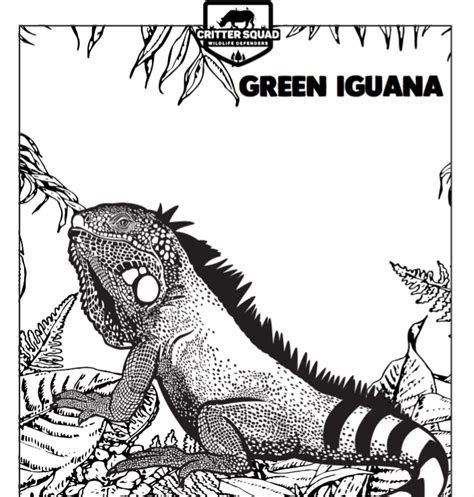 Galapagos marine iguana coloring page. Green Iguana - C.S.W.D