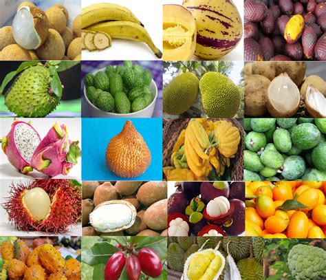 I was lucky enough to have traveled to some exotic. 20 Exotic Fruits You Must Try at Least Once - SAFIMEX JOINT STOCK COMPANY
